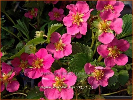 Fragaria 'Stickbolwi' ('Lipstick')