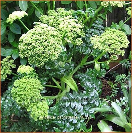 Angelica pachycarpa