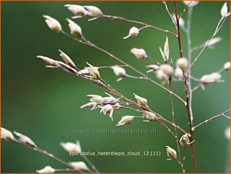 Sporobolus heterolepis 'Cloud'