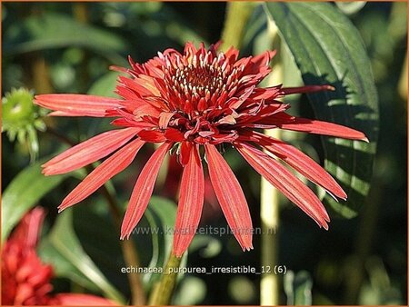 Echinacea purpurea &#39;Irresistible&#39;