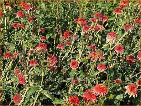 Echinacea purpurea &#39;Irresistible&#39;