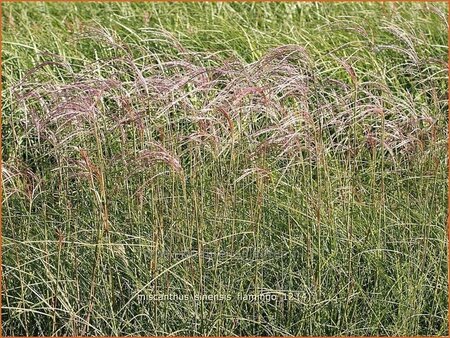 Miscanthus sinensis &#39;Flamingo&#39;