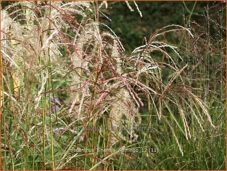 Miscanthus sinensis &#39;Flamingo&#39;