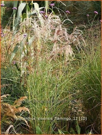 Miscanthus sinensis &#39;Flamingo&#39;
