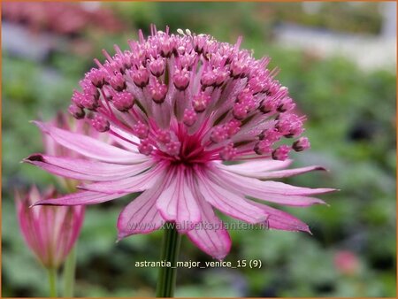 Astrantia major 'Venice'