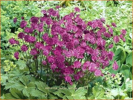Astrantia major 'Venice'