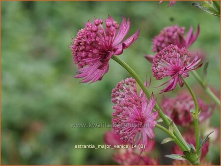 Astrantia major 'Venice'