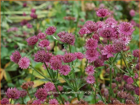Astrantia major 'Venice'