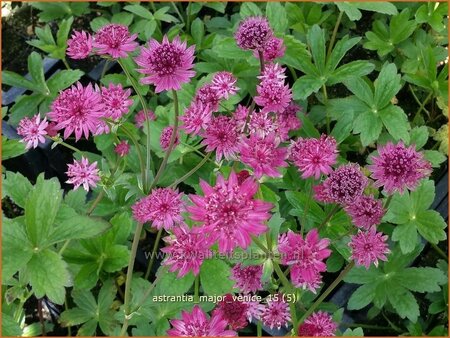 Astrantia major 'Venice'