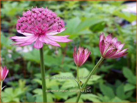 Astrantia major 'Venice'