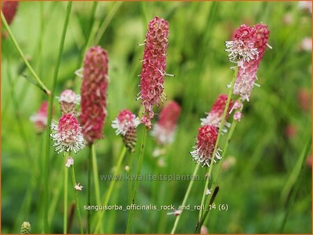 Sanguisorba officinalis &#39;Rock and Roll&#39;