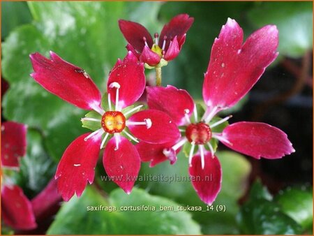 Saxifraga cortusifolia 'Beni Tsukasa'