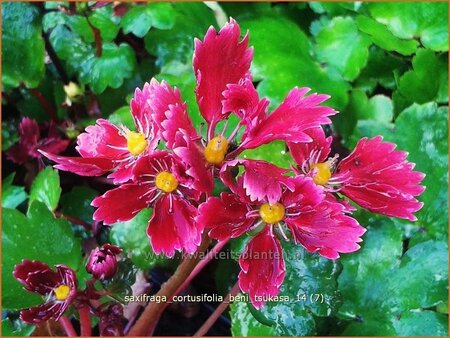 Saxifraga cortusifolia 'Beni Tsukasa'