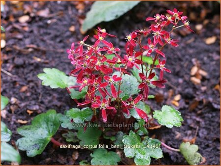 Saxifraga cortusifolia 'Beni Tsukasa'