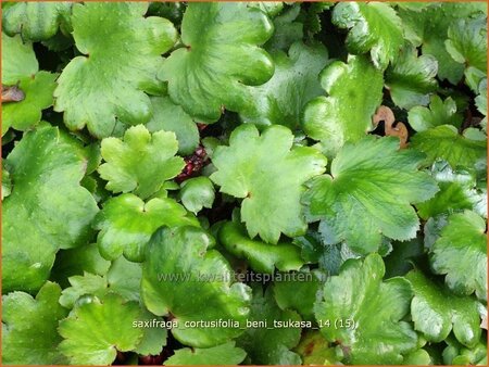 Saxifraga cortusifolia 'Beni Tsukasa'