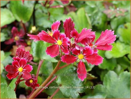 Saxifraga cortusifolia 'Beni Tsukasa'