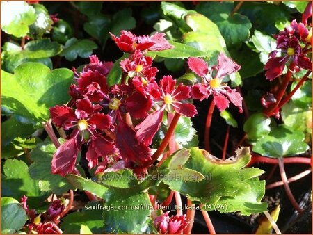 Saxifraga cortusifolia 'Beni Tsukasa'