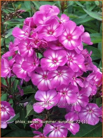 Phlox &#39;Sweet Summer Surprise&#39;