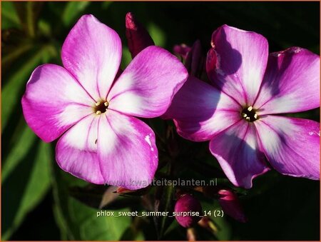 Phlox &#39;Sweet Summer Surprise&#39;
