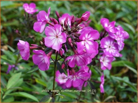 Phlox &#39;Sweet Summer Surprise&#39;