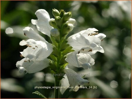 Physostegia virginiana 'Miss Manners'