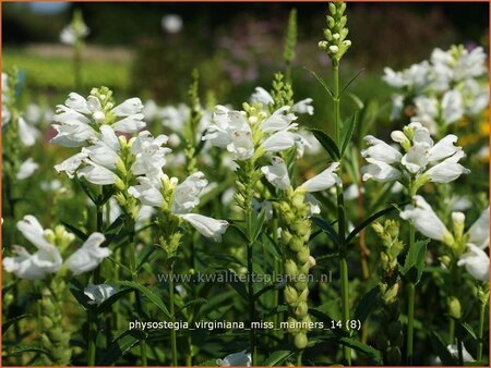 Physostegia virginiana 'Miss Manners'