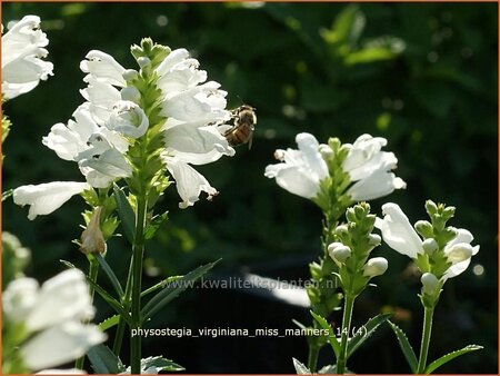 Physostegia virginiana 'Miss Manners'