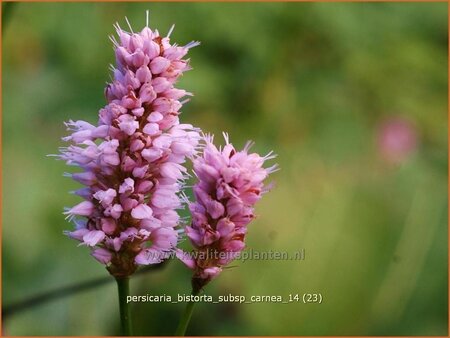 Persicaria bistorta subsp. carnea