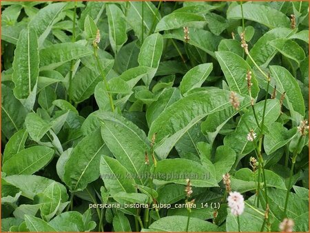 Persicaria bistorta subsp. carnea