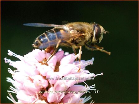 Persicaria bistorta subsp. carnea