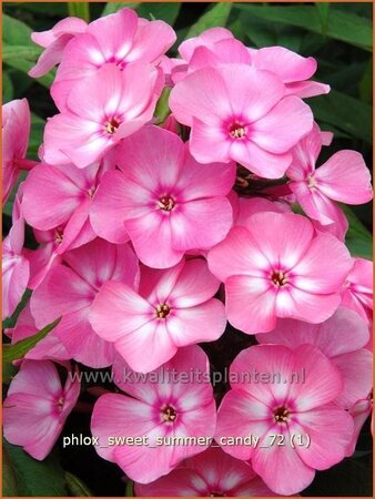 Phlox &#39;Sweet Summer Candy&#39;