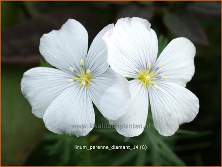Linum perenne 'Diamant'