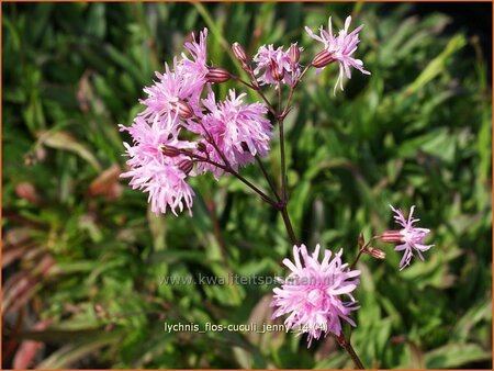 Lychnis flos-cuculi 'Jenny'
