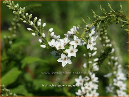 Lysimachia &#39;Snow Candle&#39;