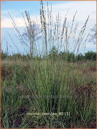 Molinia caerulea