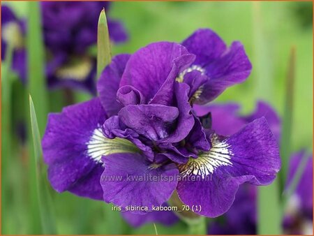 Iris sibirica 'Kaboom'