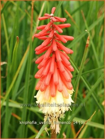Kniphofia uvaria 'Flamenco'