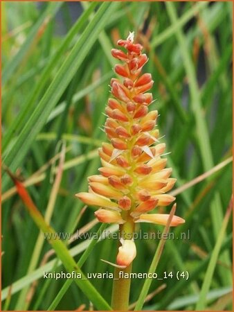 Kniphofia uvaria 'Flamenco'