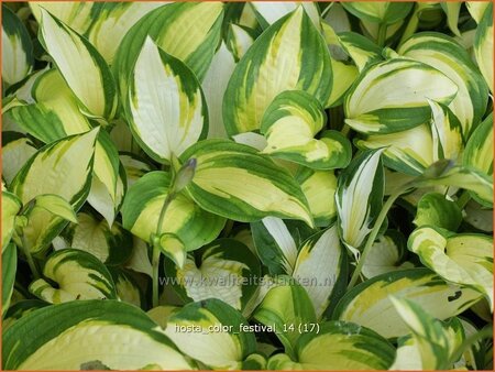 Hosta &#39;Color Festival&#39;