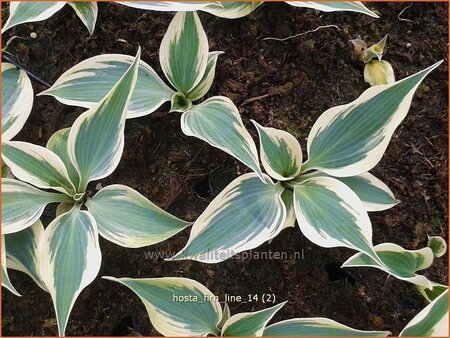 Hosta &#39;Firn Line&#39;