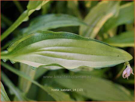 Hosta &#39;Kabitan&#39;