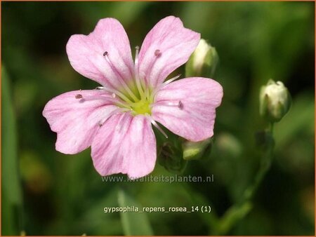 Gypsophila repens 'Rosea'