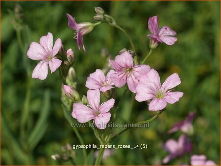 Gypsophila repens 'Rosea'