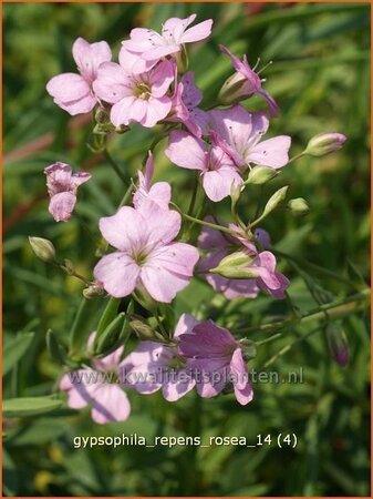 Gypsophila repens 'Rosea'