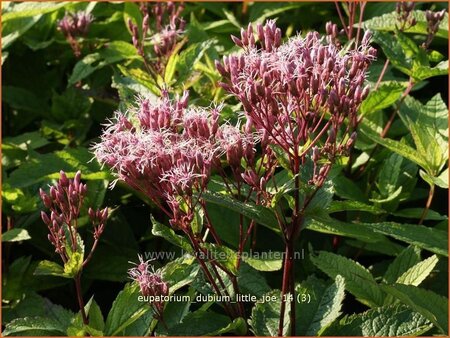 Eupatorium dubium 'Little Joe'