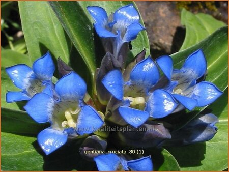 Gentiana cruciata