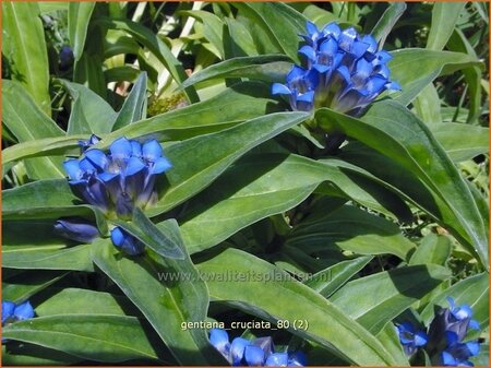 Gentiana cruciata