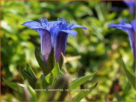 Gentiana septemfida var. lagodechiana