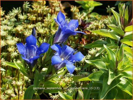 Gentiana septemfida var. lagodechiana
