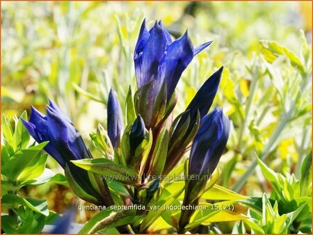 Gentiana septemfida var. lagodechiana